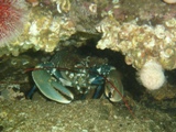 Farnes 028.jpg